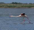 Phoenicopterus_roseus_fe5965