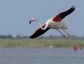 Phoenicopterus_roseus_fe6029
