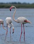 Phoenicopterus_roseus_fe6132