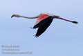 Phoenicopterus_roseus_fe6159