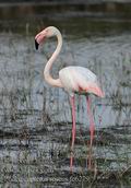 Phoenicopterus_roseus_fe6279