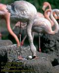 Phoenicopterus_ruber_6259