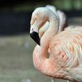 Phoenicopterus_ruber_be1482