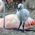 Phoenicopterus_ruber_be1974