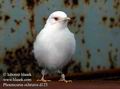 Phoenicurus_ochruros_d125