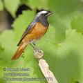 Phoenicurus_phoenicurus_ea7371