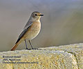 Phoenicurus_phoenicurus_ka6412