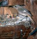 Phoenicurus_sibiricus_4065
