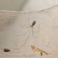 Pholcus_phalangioides_ag2457