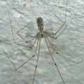 Pholcus_phalangioides_ag2463