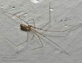 Pholcus_phalangioides_ca7551