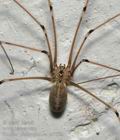 Pholcus_phalangioides_ca7554