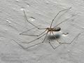 Pholcus_phalangioides_ca7557