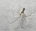 Pholcus_phalangioides_ca7560