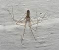 Pholcus_phalangioides_ca7565