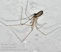 Pholcus_phalangioides_ca7585