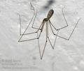 Pholcus_phalangioides_ca7591