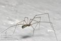 Pholcus_phalangioides_ca7595