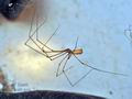 Pholcus_phalangioides_hx1147s