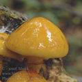 Pholiota_adiposa_aj1801