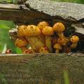 Pholiota_adiposa_be3583