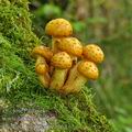 Pholiota_adiposa_be3664