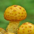 Pholiota_adiposa_be3673