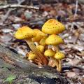 Pholiota_adiposa_bi3638