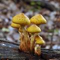 Pholiota_adiposa_bi3661