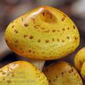 Pholiota_adiposa_bi3665