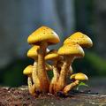 Pholiota_adiposa_bi3677