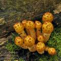 Pholiota_adiposa_bp2475