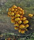 Pholiota_adiposa_bp2613