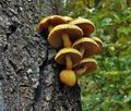 Pholiota_adiposa_bp3594