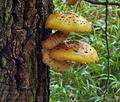 Pholiota_adiposa_bp3601