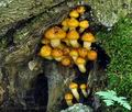 Pholiota_adiposa_ca1958