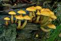 Pholiota_adiposa_cg2334s