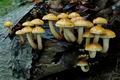 Pholiota_adiposa_cg2348s