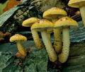 Pholiota_adiposa_cg2356s