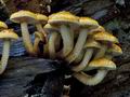 Pholiota_adiposa_cg2376s