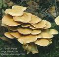 Pholiota_alnicola_ac7500