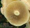 Pholiota_alnicola_ac7560