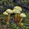 Pholiota_alnicola_bi4315