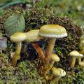 Pholiota_alnicola_bi4326