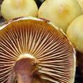 Pholiota_alnicola_bi4336