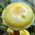 Pholiota_alnicola_bi4342