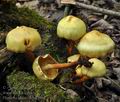 Pholiota_alnicola_bo7046