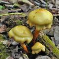 Pholiota_alnicola_bo7048