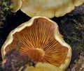 Pholiota_alnicola_bo7055