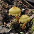 Pholiota_alnicola_bo7071